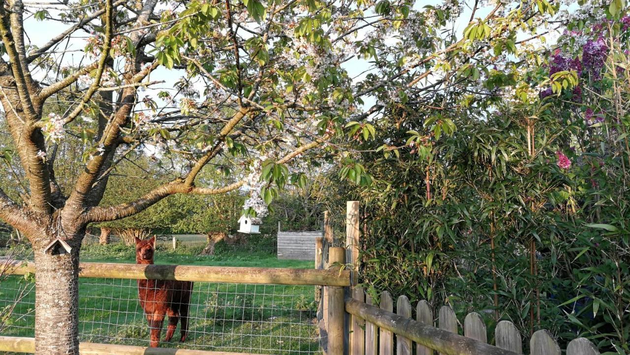 翁弗勒尔L'Arbre A The住宿加早餐旅馆 外观 照片